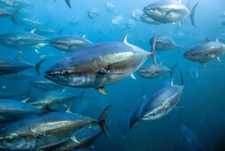 Five Interesting Facts About Tuna